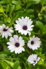 Quatro Ribeiras, Terceira Island, Azores, Portugal. Wildflowers in a field. Art Print